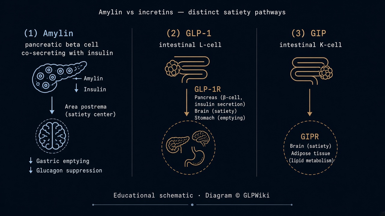Educational schematic comparing amylin from pancreatic beta cells with GLP-1 from intestinal L-cells and GIP from intestinal K-cells