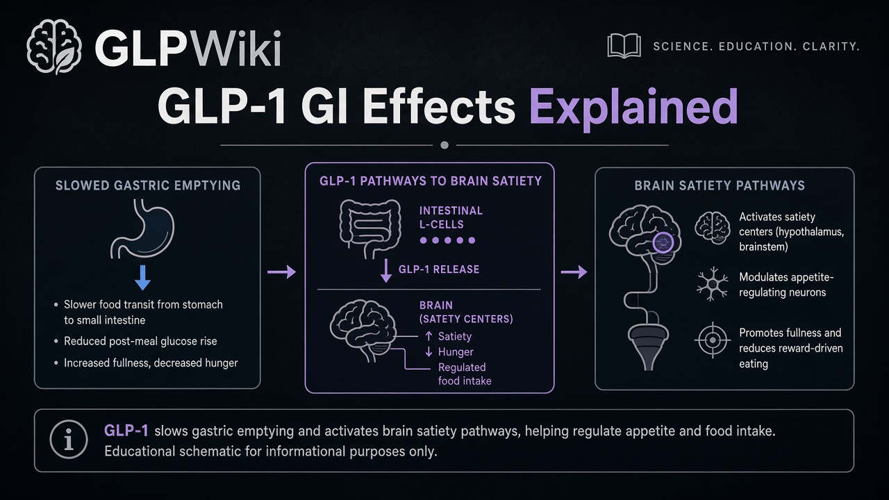 Educational diagram of GLP-1 pathways involving gastric emptying and brain satiety signals