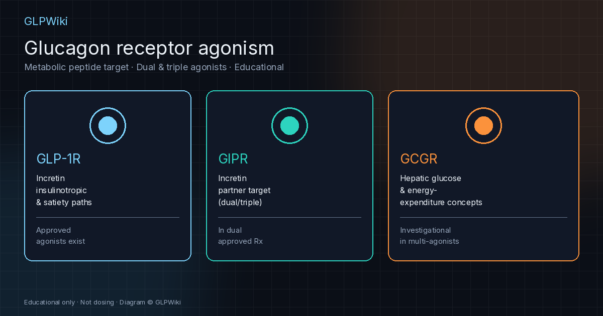 Educational illustration of the glucagon receptor as a metabolic peptide target alongside GLP-1 and GIP receptors against a dark clinical GLPWiki background