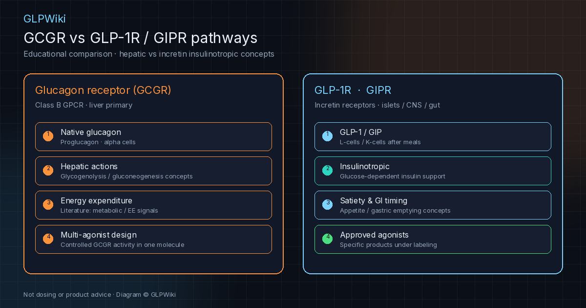 Educational comparison of glucagon receptor pathways with GLP-1 and GIP incretin pathways