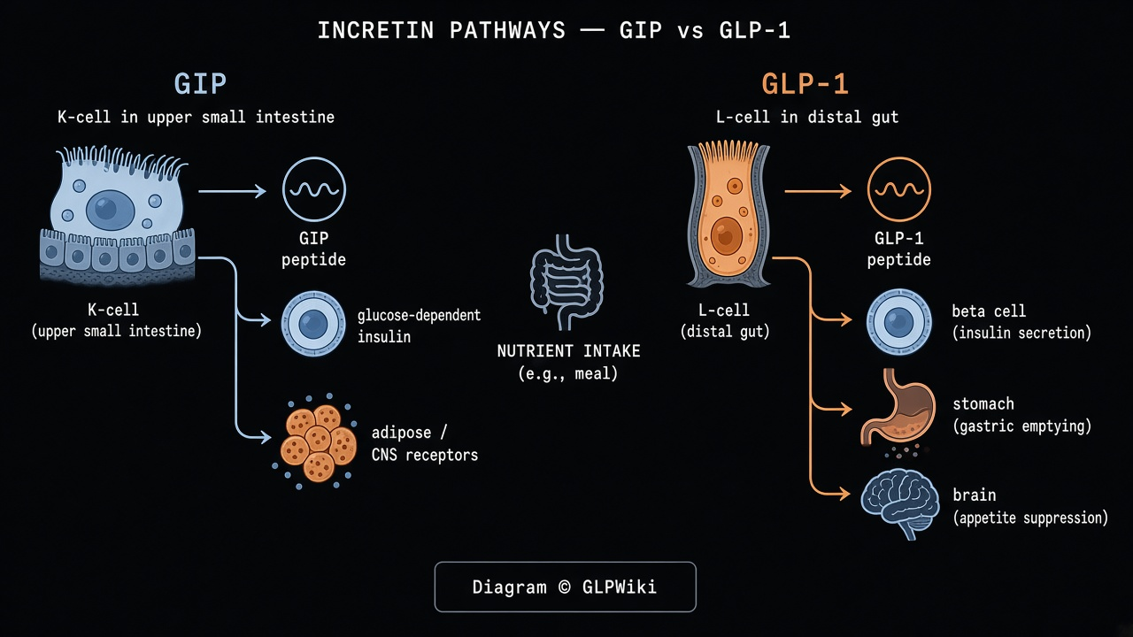 Educational comparison of GIP and GLP-1 incretin pathways from intestinal cells to receptor-mediated effects