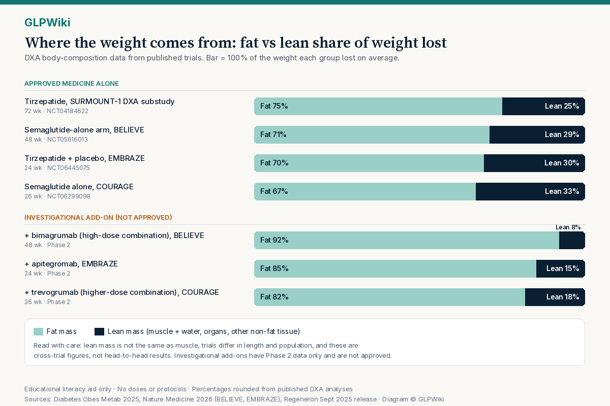 Horizontal stacked bar chart showing the fat and lean share of weight lost in published DXA analyses. Approved medicine alone: tirzepatide in SURMOUNT-1, 75% fat and 25% lean; semaglutide-alone arm of BELIEVE, 71% fat and 29% lean; tirzepatide plus placebo in EMBRAZE, 70% fat and 30% lean; semaglutide alone in COURAGE, 67% fat and 33% lean. Investigational add-ons, not approved: bimagrumab high-dose combination in BELIEVE, 92% fat and 8% lean; apitegromab in EMBRAZE, 85% fat and 15% lean; trevogrumab higher-dose combination in COURAGE, 82% fat and 18% lean. A note explains that lean mass is not the same as muscle and that these are cross-trial figures.