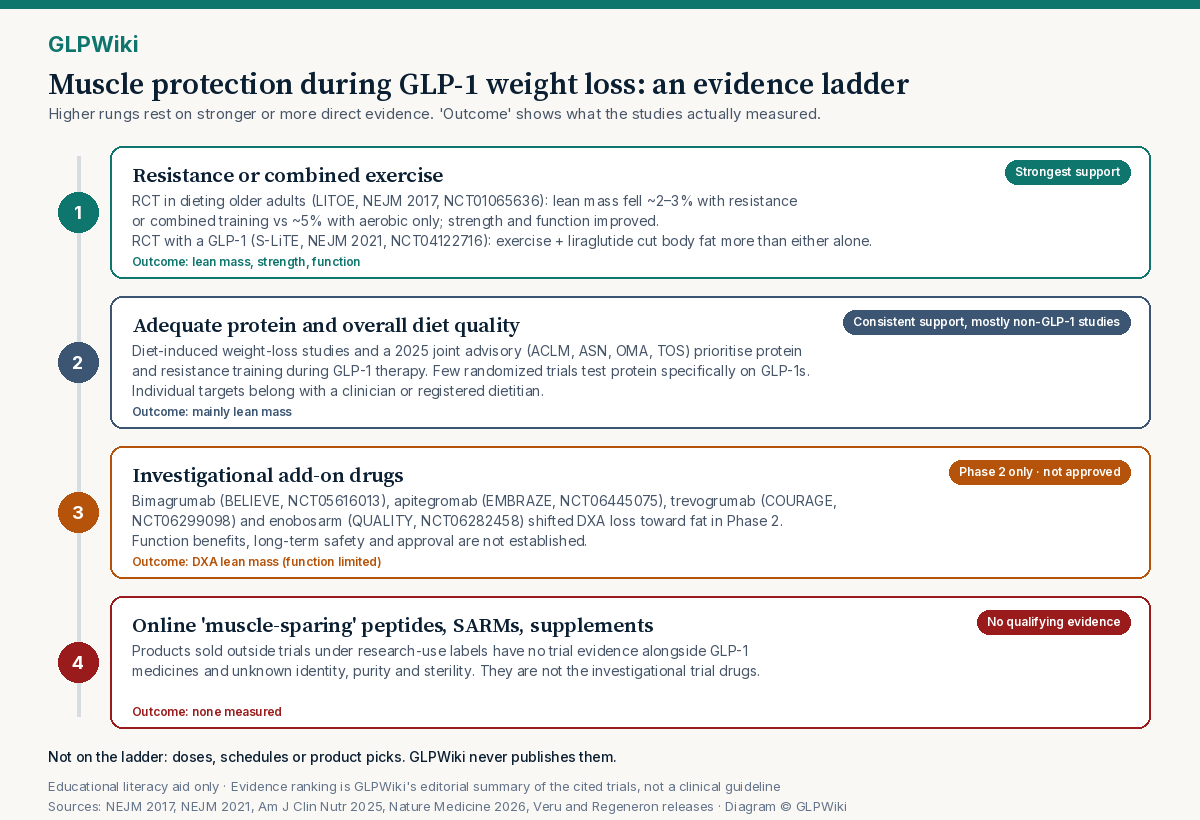 Four-rung evidence ladder for protecting muscle during GLP-1 weight loss. Rung 1, strongest support: resistance or combined exercise, citing the LITOE randomized trial in dieting older adults and the S-LiTE trial of exercise with liraglutide; outcomes lean mass, strength and function. Rung 2, consistent support mostly from non-GLP-1 studies: adequate protein and diet quality, citing a 2025 joint advisory; outcome mainly lean mass. Rung 3, Phase 2 only and not approved: investigational add-on drugs bimagrumab, apitegromab, trevogrumab and enobosarm with NCT numbers; outcome DXA lean mass with limited function data. Rung 4, no qualifying evidence: online muscle-sparing peptides, SARMs and supplements; no outcome measured.