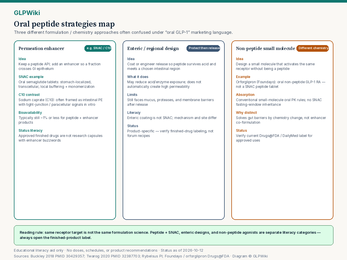 Three-column educational map comparing oral peptide strategies: permeation enhancers such as SNAC and C10, enteric or regional-release designs, and non-peptide small-molecule oral GLP-1 receptor agonists such as orforglipron.