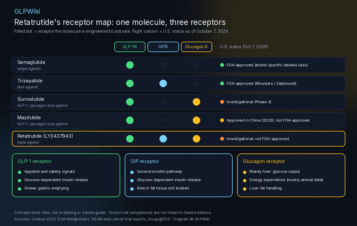 Educational receptor map table with columns for the GLP-1, GIP and glucagon receptors and a U.S. status column dated October 7, 2026. Semaglutide activates GLP-1 only and is FDA-approved; tirzepatide activates GLP-1 and GIP and is FDA-approved as Mounjaro and Zepbound; survodutide and mazdutide are GLP-1 and glucagon dual agonists, investigational in Phase 3 and approved in China only respectively; retatrutide activates all three receptors and is investigational and not FDA-approved. Three cards summarise concept-level roles of each receptor.