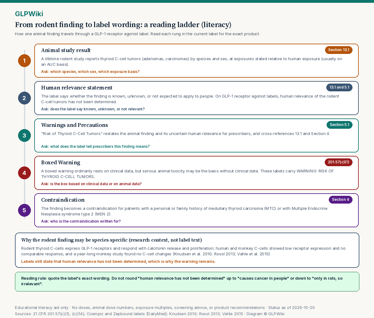 Educational five-step reading ladder showing how a rodent study finding becomes label wording: 1 the animal study result in 13.1 (species, exposure relative to human, tumor type), 2 the human relevance statement, 3 the Warnings and Precautions subsection, 4 the Boxed Warning permitted by 21 CFR 201.57(c)(1) for serious animal toxicity, and 5 the Section 4 contraindication, illustrated with the GLP-1 receptor agonist thyroid C-cell example and MTC / MEN 2, with a reminder that no doses or exposure multiples are reproduced.