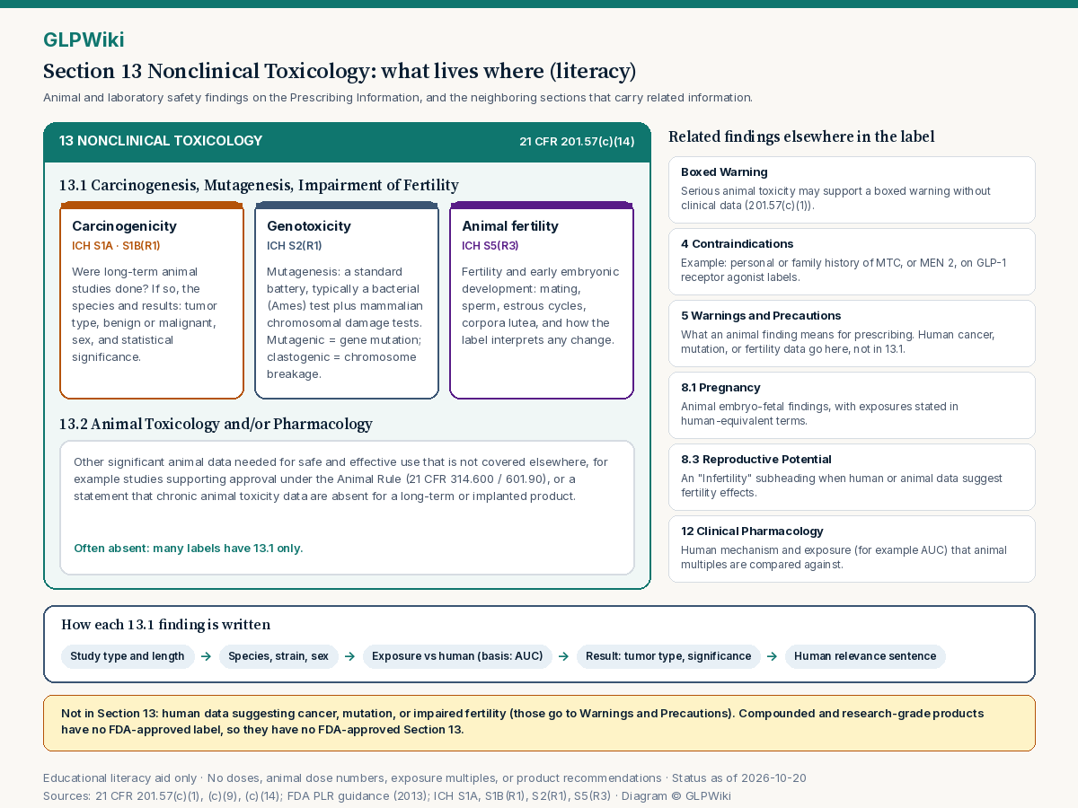 Educational anatomy map of FDA Prescribing Information Section 13 Nonclinical Toxicology under 21 CFR 201.57(c)(14): subsection 13.1 Carcinogenesis, Mutagenesis, Impairment of Fertility with its three parts (long-term carcinogenicity studies, genotoxicity battery, animal fertility studies) and subsection 13.2 Animal Toxicology and/or Pharmacology, plus where related information lives elsewhere in the label (Boxed Warning, Section 4, Section 5, Section 8.1 and 8.3, Section 12) and a note that human data and compounded products are not part of Section 13.