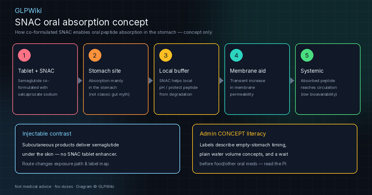 Educational five-step flowchart of SNAC-enabled oral semaglutide absorption concept from tablet co-formulation through stomach-site absorption to systemic circulation, with injectable contrast callout