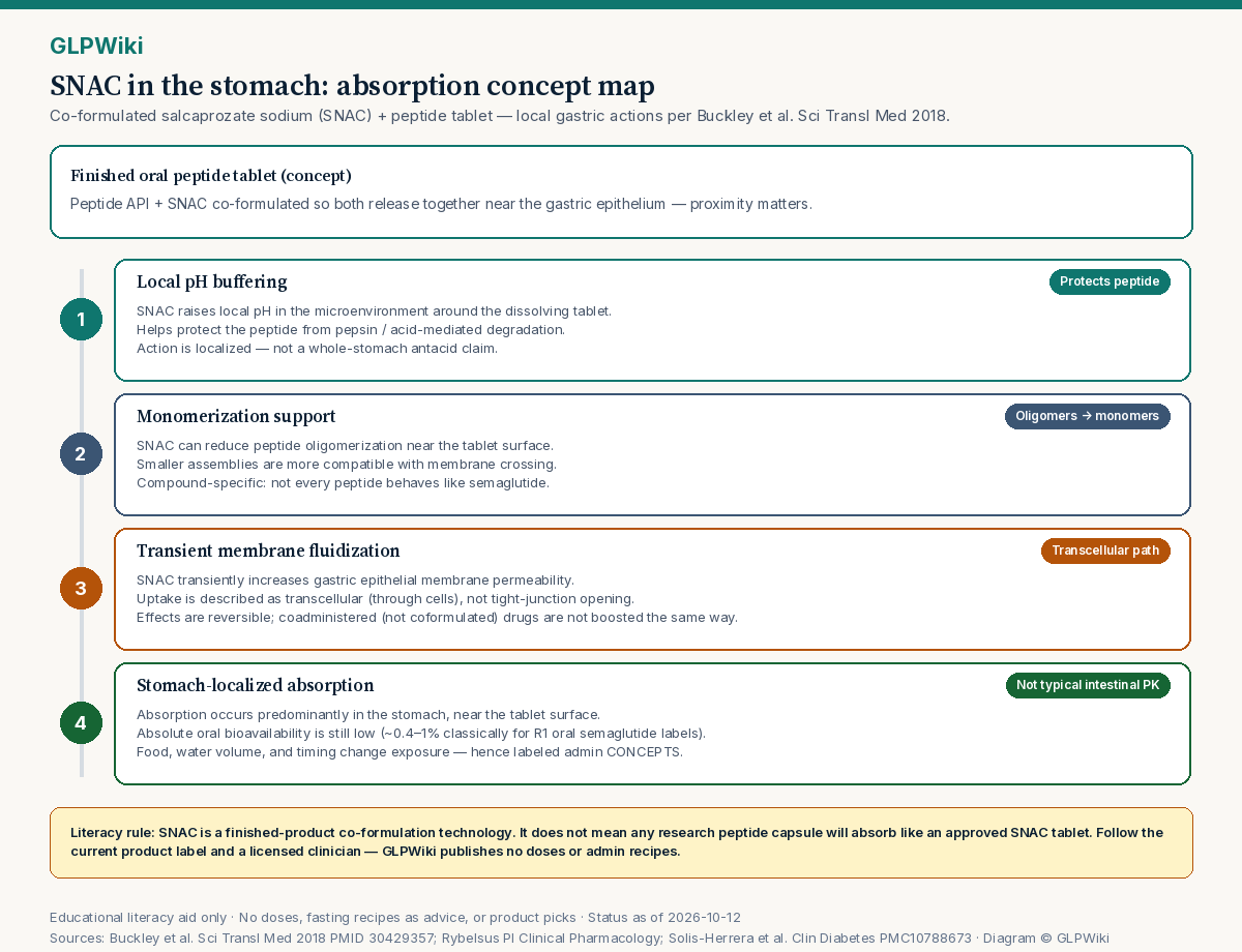 Four-step educational concept map of SNAC co-formulated oral peptide absorption in the stomach: local pH buffering, monomerization support, transient membrane fluidization with transcellular uptake, and stomach-localized low-bioavailability absorption with food and water sensitivity.